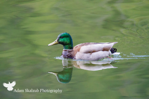 Mallard reflection - Adam Skalzub Photography