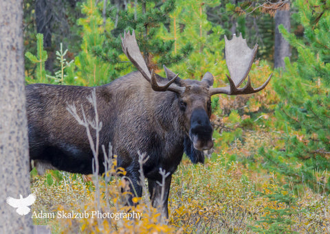 Fall Bull - Adam Skalzub Photography