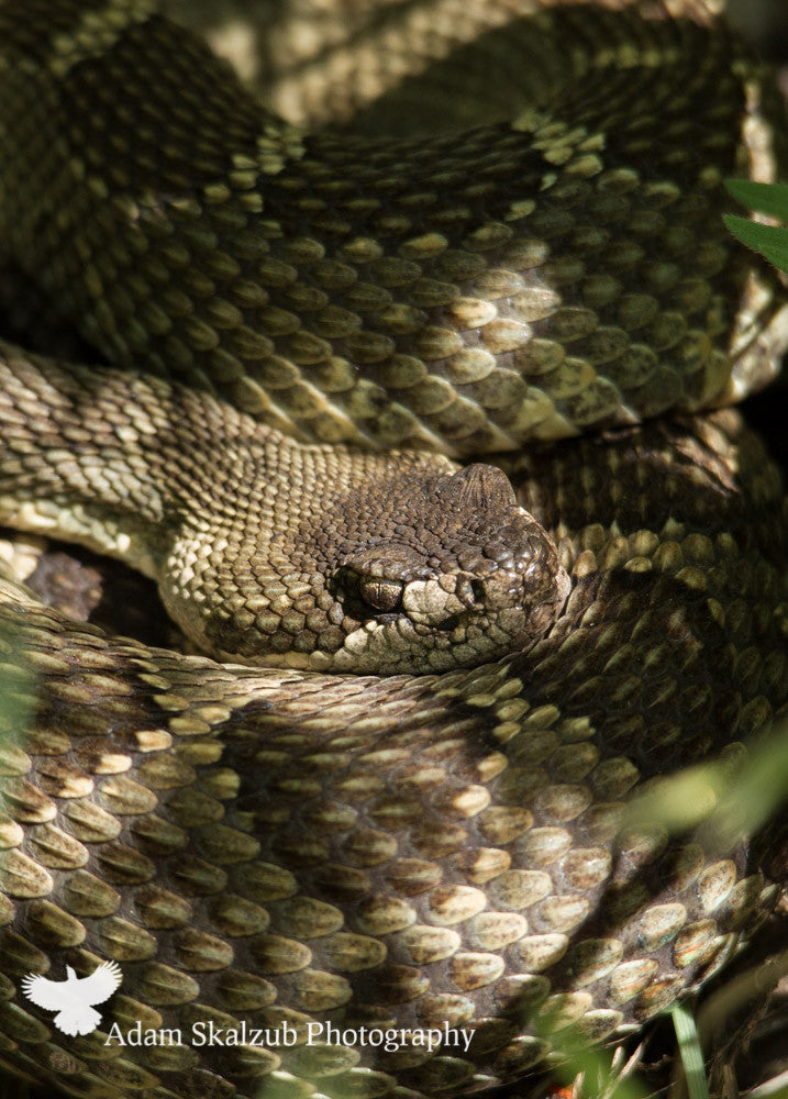 Northern pacific Rattlesnake - Adam Skalzub Photography