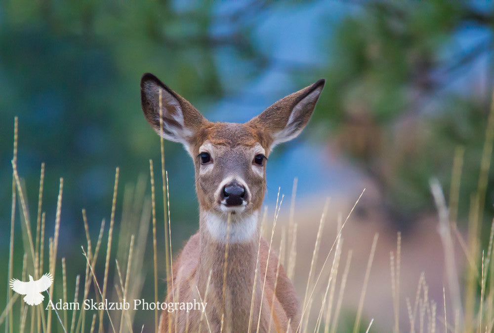 Young Mule Deer - Adam Skalzub Photography