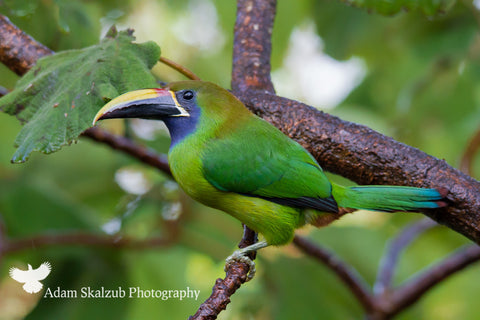 Emerald Toucanette - Adam Skalzub Photography