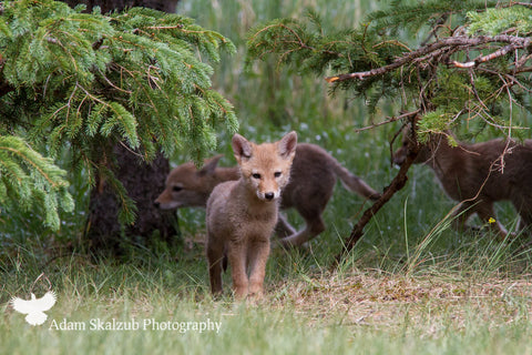 The run around - Adam Skalzub Photography