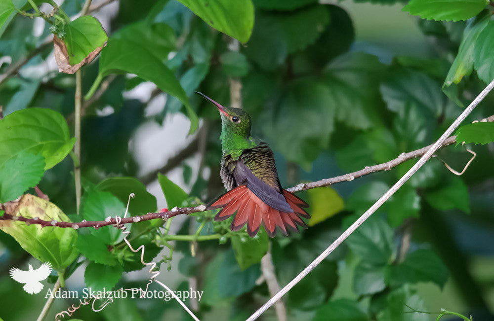 Rufous-tailed Hummingbird - Adam Skalzub Photography