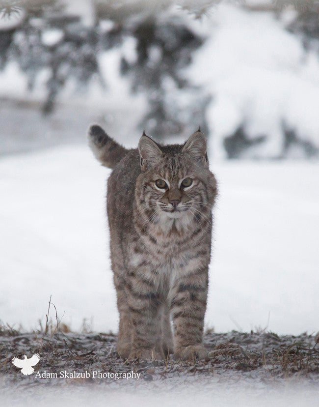 Wild Canadian Bobcat - Adam Skalzub Photography