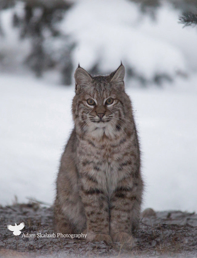 Wild Canadian Bobcat 2 - Adam Skalzub Photography