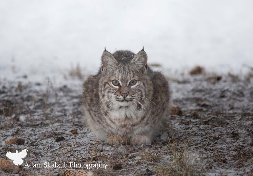 Wild Canadian Bobcat, crouched - Adam Skalzub Photography
