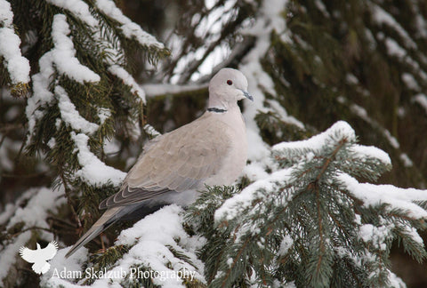 Winter Dove - Adam Skalzub Photography
