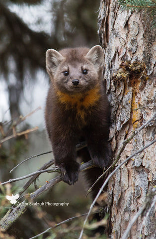 Pine Marten 1 - Adam Skalzub Photography