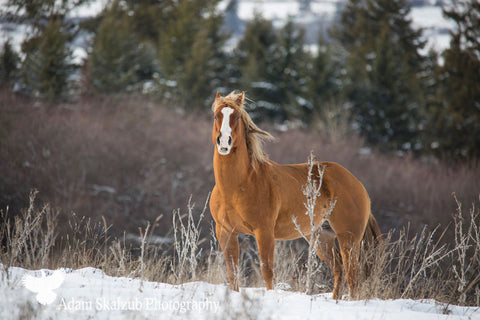 Wild Horse - Adam Skalzub Photography