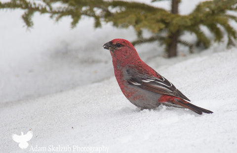 Pine Grosbeak - Adam Skalzub Photography