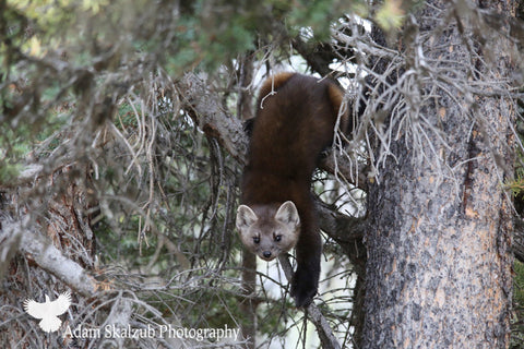 Pine Marten 2 - Adam Skalzub Photography