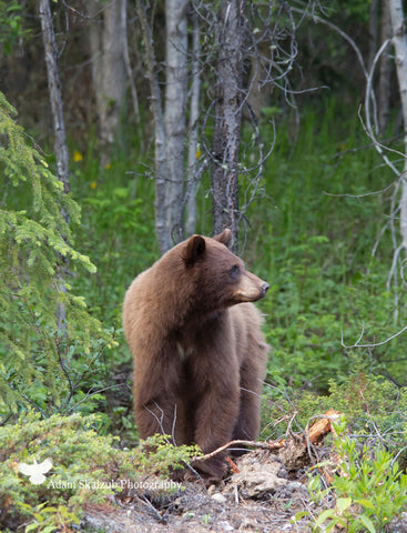 Brown Bear in The Woods - Adam Skalzub Photography