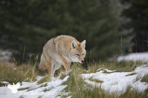 On the prowl - Adam Skalzub Photography