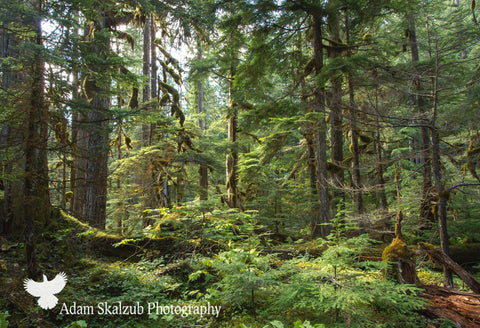 Endor - Adam Skalzub Photography