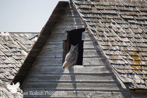 Great horned Owl in an Abandoned Barn - Adam Skalzub Photography