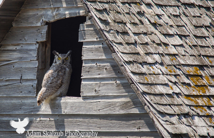 Great horned Owl in an Abandoned Barn, closeup - Adam Skalzub Photography