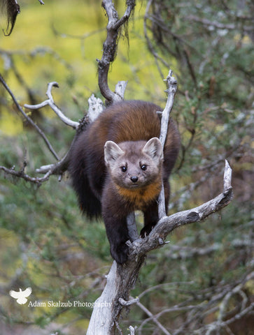 Pine Marten stare - Adam Skalzub Photography