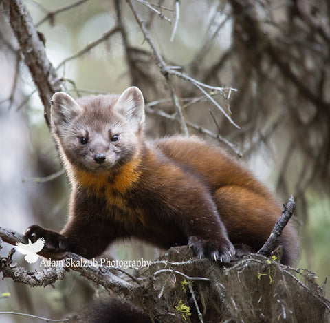 Pine Marten - Adam Skalzub Photography