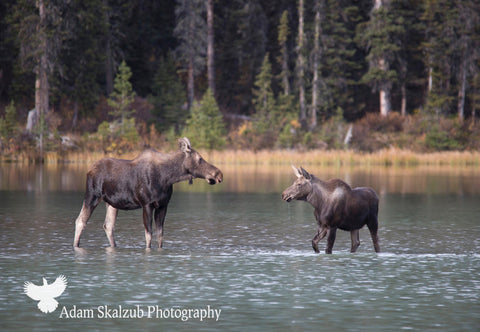 Moose Moments - Adam Skalzub Photography