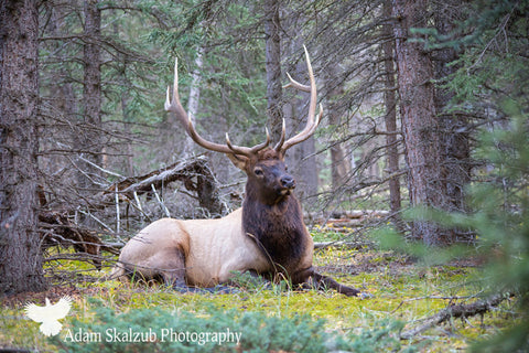 The Regal Bull - Adam Skalzub Photography
