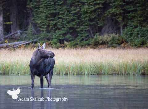 Watering hole - Adam Skalzub Photography