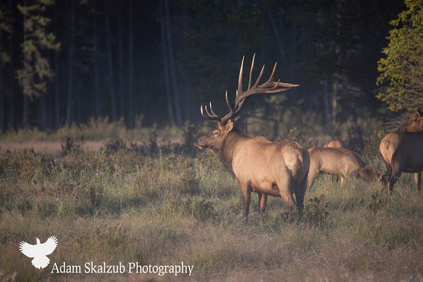 Elk in the Mist! - Adam Skalzub Photography