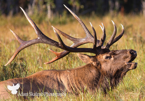 Morning Bugle! - Adam Skalzub Photography