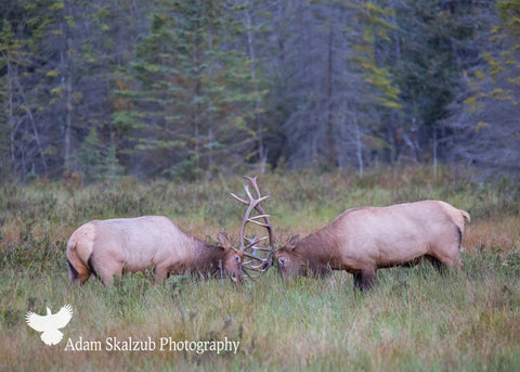The Rutt - Adam Skalzub Photography