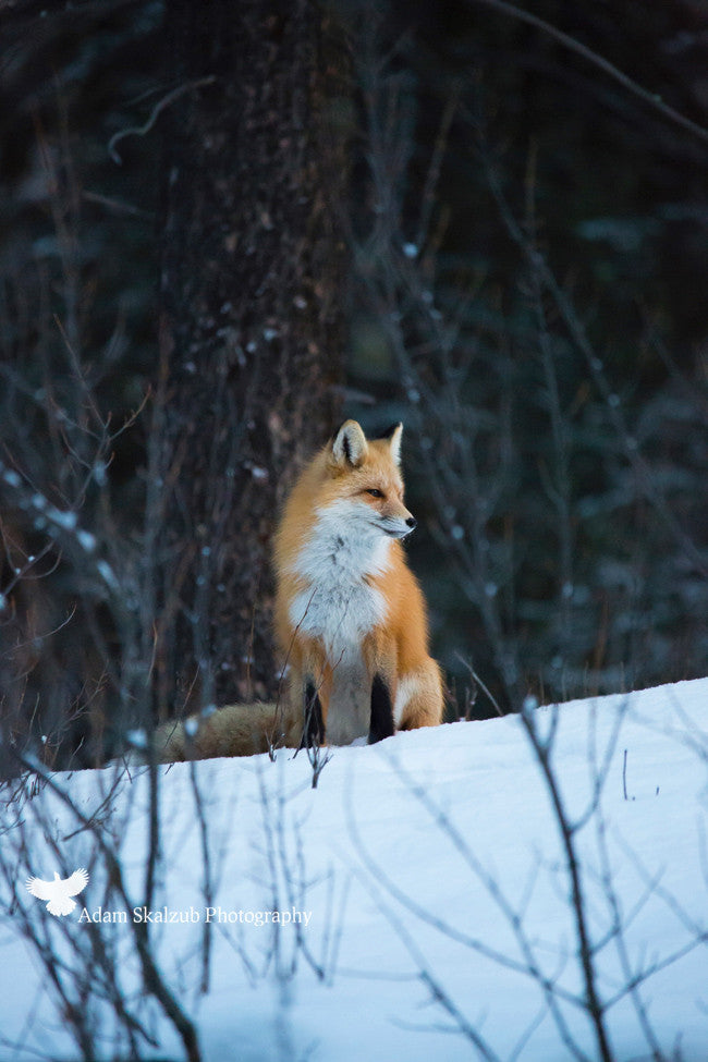 Red Fox pose - Adam Skalzub Photography