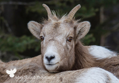 Lean on me! - Adam Skalzub Photography