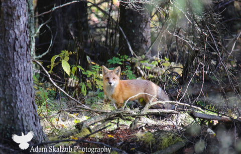Fall Fox - Adam Skalzub Photography