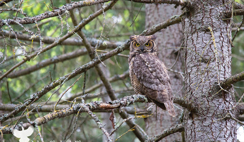 Old growth owl - Adam Skalzub Photography