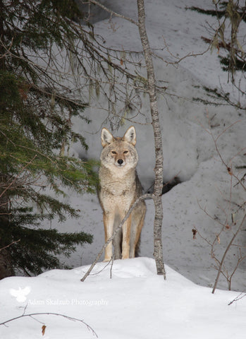 Man of the Monashee - Adam Skalzub Photography