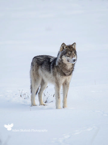 Winter Gaze - Adam Skalzub Photography