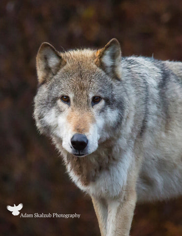 The King - Adam Skalzub Photography