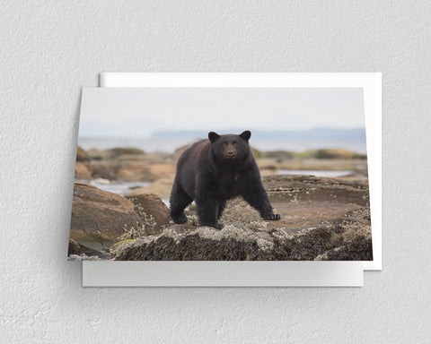 Pacific Coast Black Bear