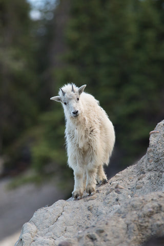 Mountain Goat