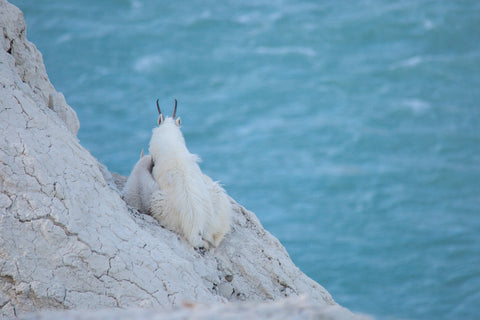 Mountain Goat