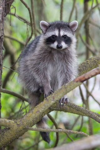 Raccoon