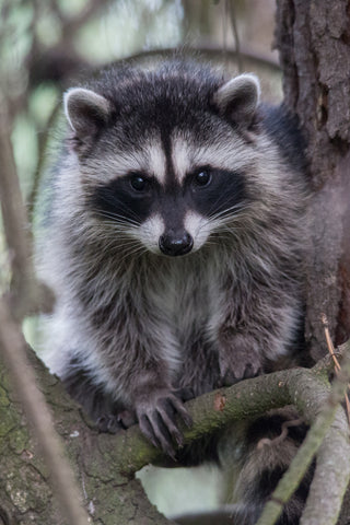 Raccoon