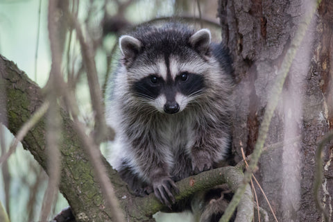 Raccoon