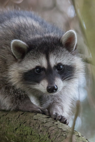 Raccoon