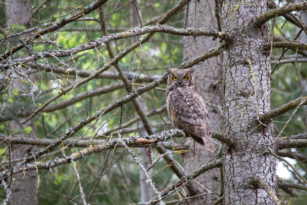 Old growth Great horned Owl