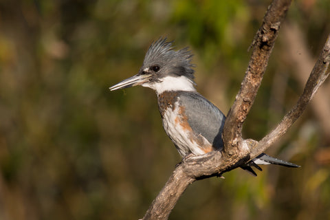 King Fisher