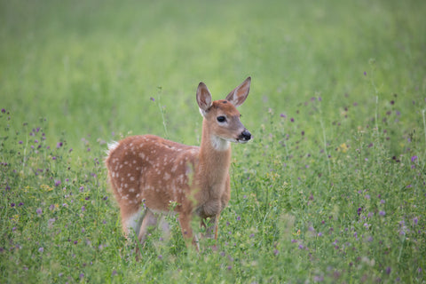 White tail deer