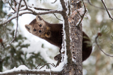 Pine Marten