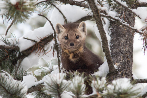 Pine Marten