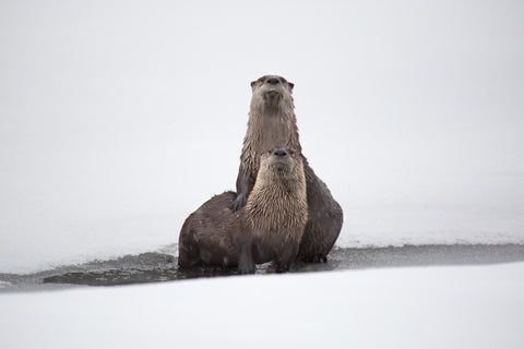 River Otter