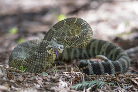 Northern Pacific Rattlesnake