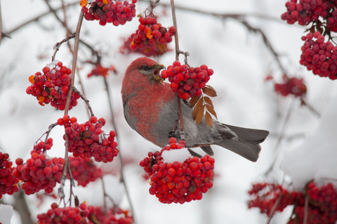 Pine Grosbeak